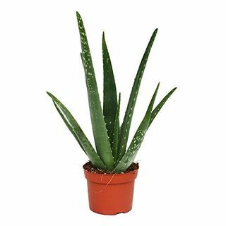 Rostlina Aloe Vera 