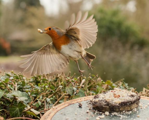 fotografie ptáků zahradní divoká zvěř