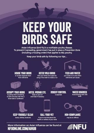 Jak chránit drůbež před ptačí chřipkou v tomto roce