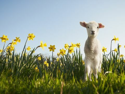 Jehněčí v poli narcisů na jaře