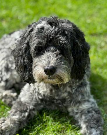 cockapoo pes sedí na trávě