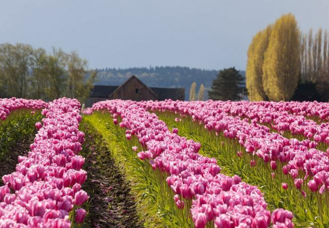 jarní tulipánové slavnosti