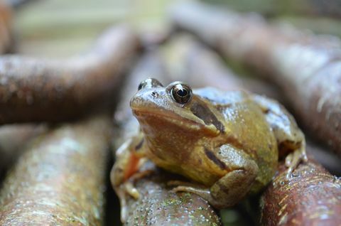 Britská zahradní žába na lískových větvích.