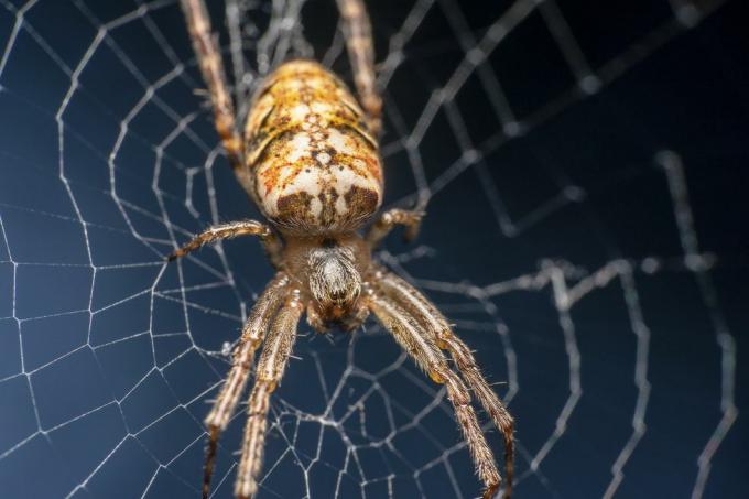 Kardinál Spider, vědecké jméno Tegenaria Parietina sedí na své síti, zaostřená síť, záběr ze strany