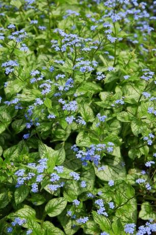 sibiřský bugloss brunnera macrophylla jack frost