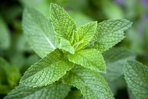 Listy na rostlině máty (Lamiaceae), close-up