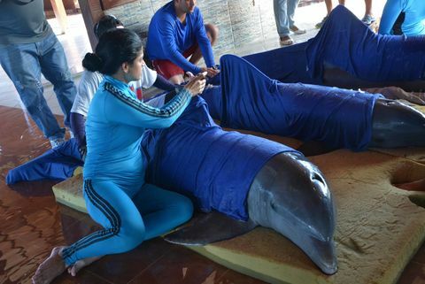 Záchrana delfínů Irma