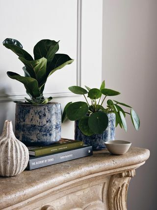 Chinese Money Plant & Fractured Blue Pot