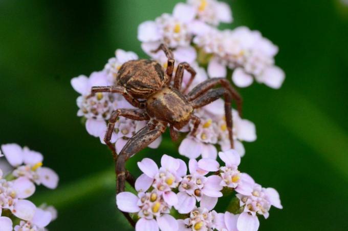 uk spiders – krabí pavouk