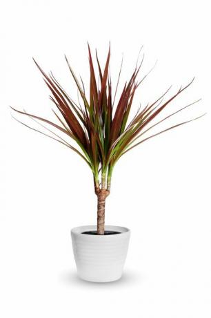 dracaena marginata izolovaná rostlina v květináči