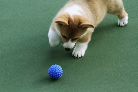 Nový výzkum ukazuje, že psi lépe honí modré koule než červené nebo zelené