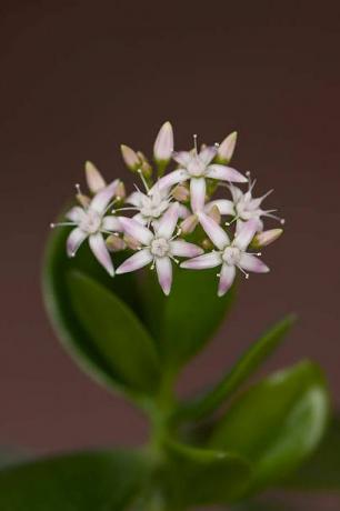 Crassula ovata s květy, známá jako nefritová rostlina, strom přátelství, šťastná rostlina nebo strom peněz