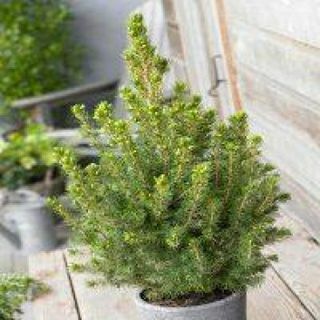 Picea glauca Conica - zakrslý smrk alberta