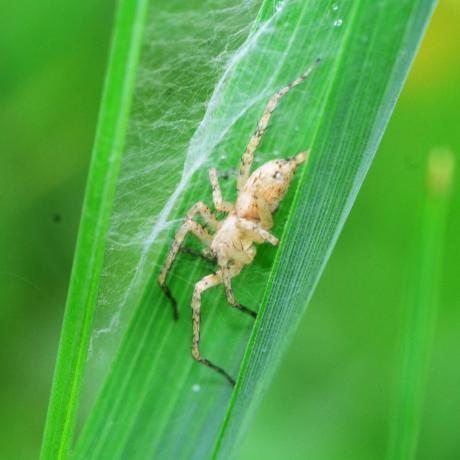 uk spiders – bzučící pavouk