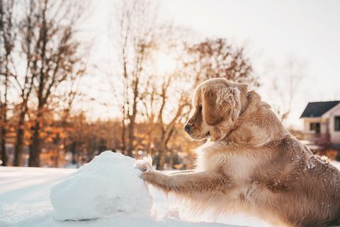 Zlatý retrívr pes tlačí obří sněhová koule