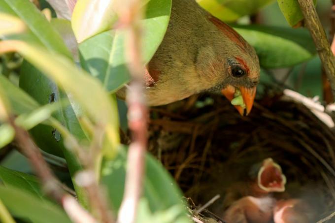 Kardinální pták krmení mláďat