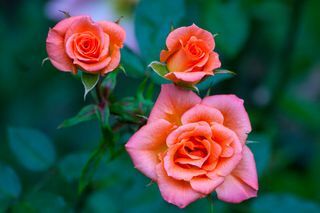 tři růžové červené růže zblízka zahrada