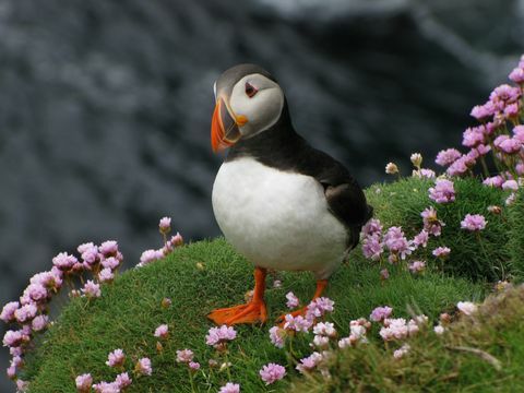 Puffin atlantický na Shetlandských ostrovech