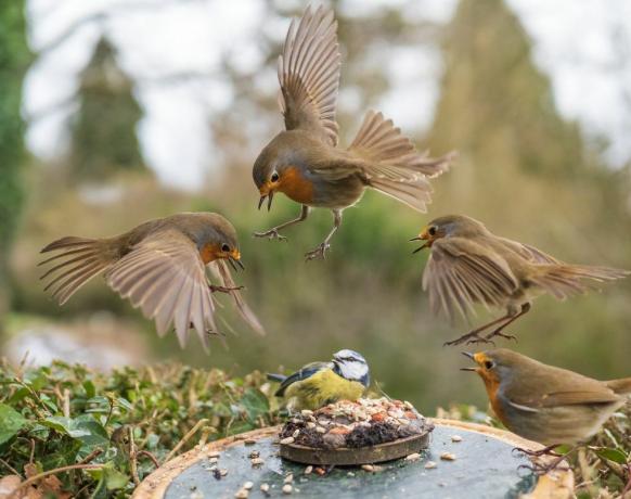 fotografie ptáků zahradní divoká zvěř