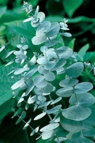 Semena eukalyptu 'Silver Drop'