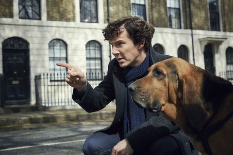 Benedict Cumberbatch jako Sherlock s chrtem v televizní show BBC