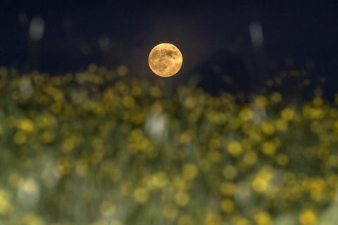 Flower Moon