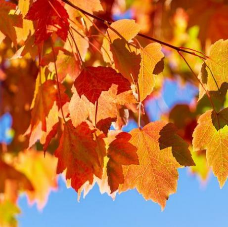 toto je fotografie podzimního listí proti modré obloze