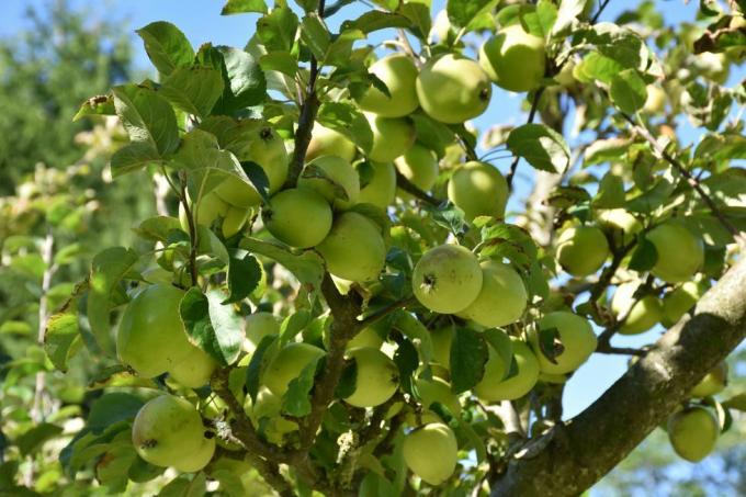 jablka rostoucí v národním trustovém sadu