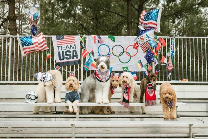 že doodle tým psů olympiáda focení