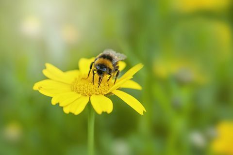 zblízka obraz včely sbírající pyl z žluté květy měsíčku lékařského letní divoká květina