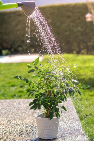 zalévání zeleného květináče v zahradě za jasného slunečného letního dne z konve malý keř ficus benjamina v bílém květináči pod kapkami vody při slunečním světle