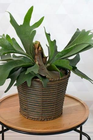 Staghorn Fern in Basket