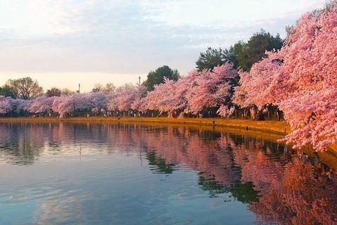 Japonsko vysadilo 1 000 ze svých ikonických stromů třešňových květů v Británii
