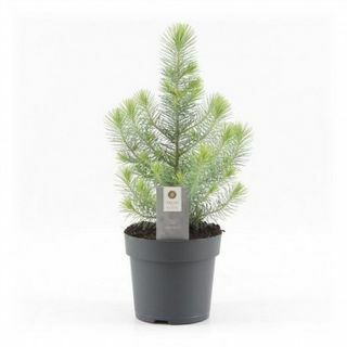 Mini vánoční strom - Silver Crest Pine