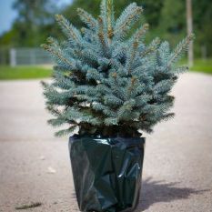 Luxusní čerstvý vánoční stromek - Smrk modrý (Picea pungens glauca) - K okamžitému dodání