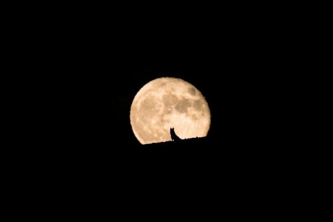 silueta vlčího psa, který sleduje východ Měsíce v úplňku, úplněk a silueta, fotografování zvířat, halloween