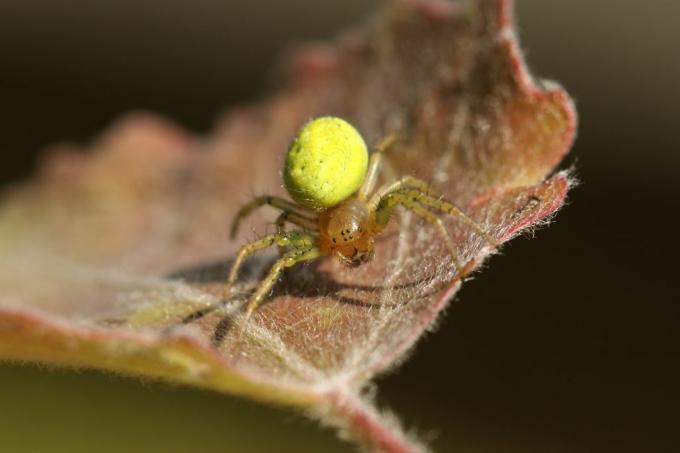 uk spiders – okurkový zelený orb pavouk