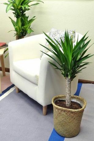 Rostlina Yucca, 24 palců v košíku