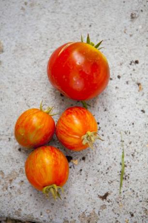 Zblízka čerstvých rajčat na beton