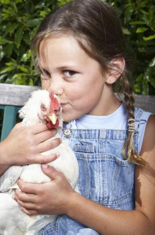 CDC varuje před líbáním kuřat