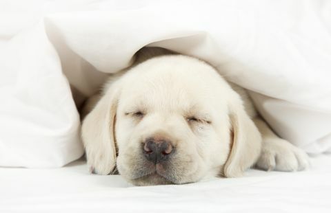 Labrador štěně spí v posteli