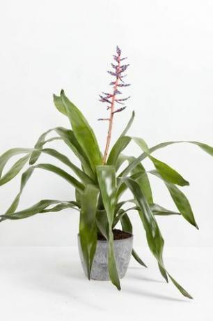 Aechmea Bromeliad