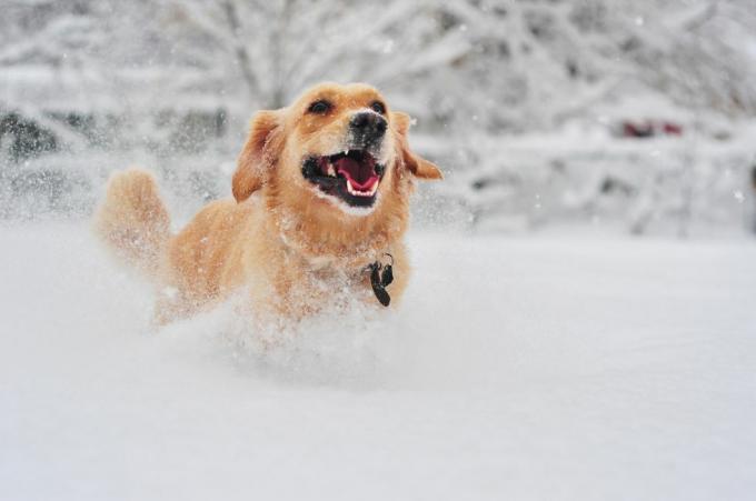 zlatý retrívr pes běží na čerstvém sněhu