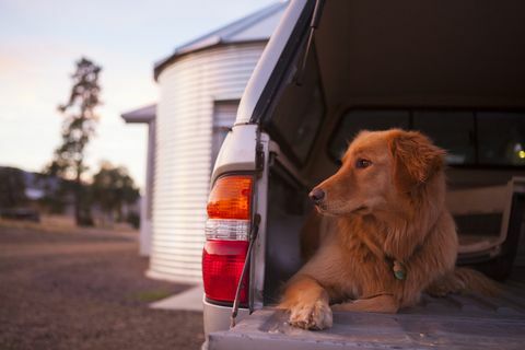 Majitelé psů s 4x4s byli vyzváni, aby dbali na toto zdravotní varování před veterináři - upozornění na spouštění aut pro psy