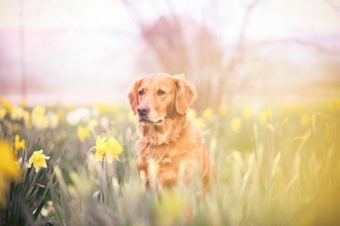 Labrador mírně