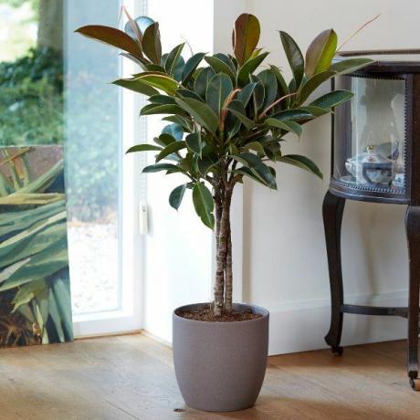 100cm trojlodní kaučukovník 'Melany' | Ficus elastica | Hrnec 21cm | Podle teorie rostlin