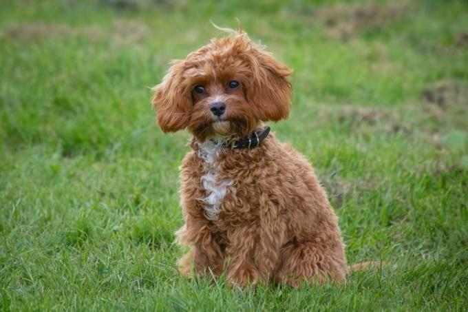 cavapoo štěně