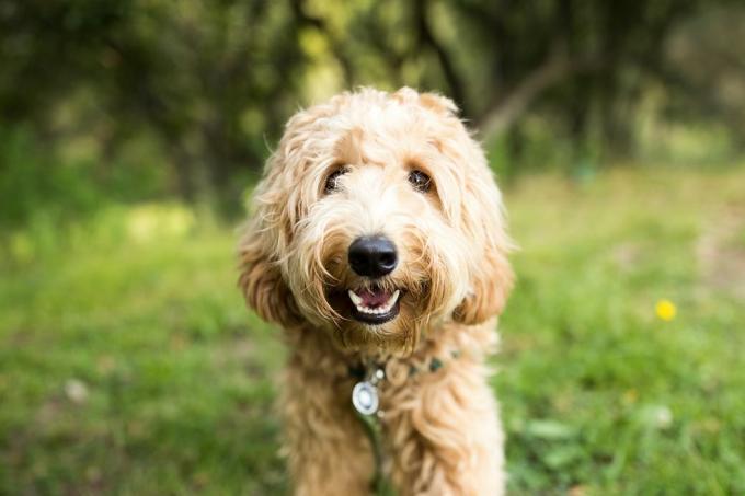 šťastný labradoodle pes venku