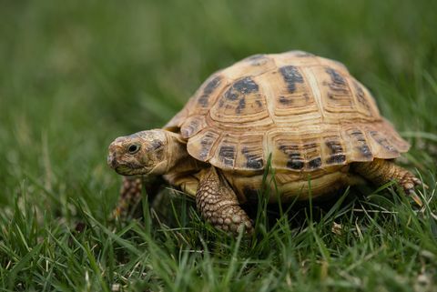 ruská želva jde na procházku