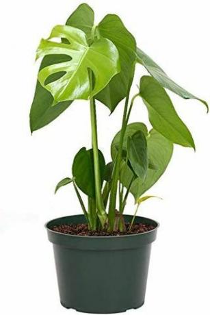 Monstera Deliciosa, 6palcový hrnec